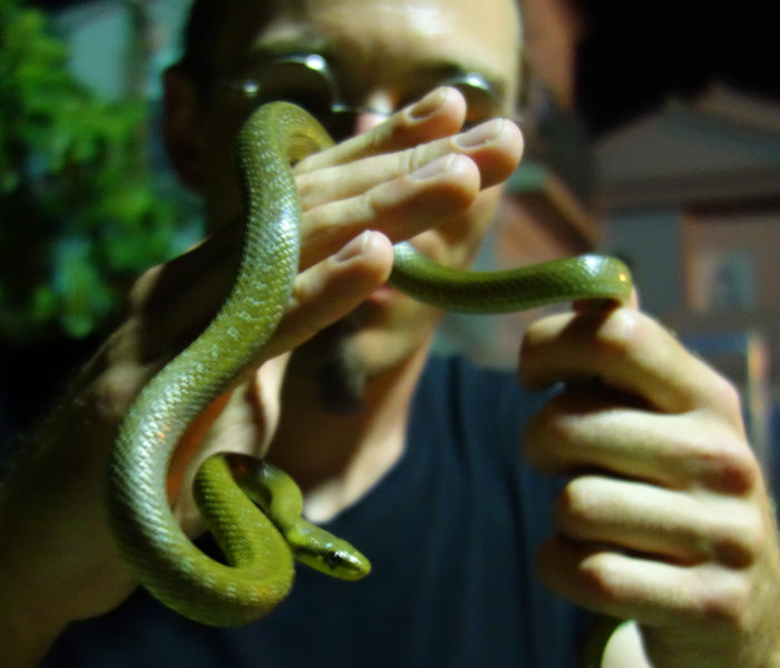 Aeskulapnatter in Kroatien