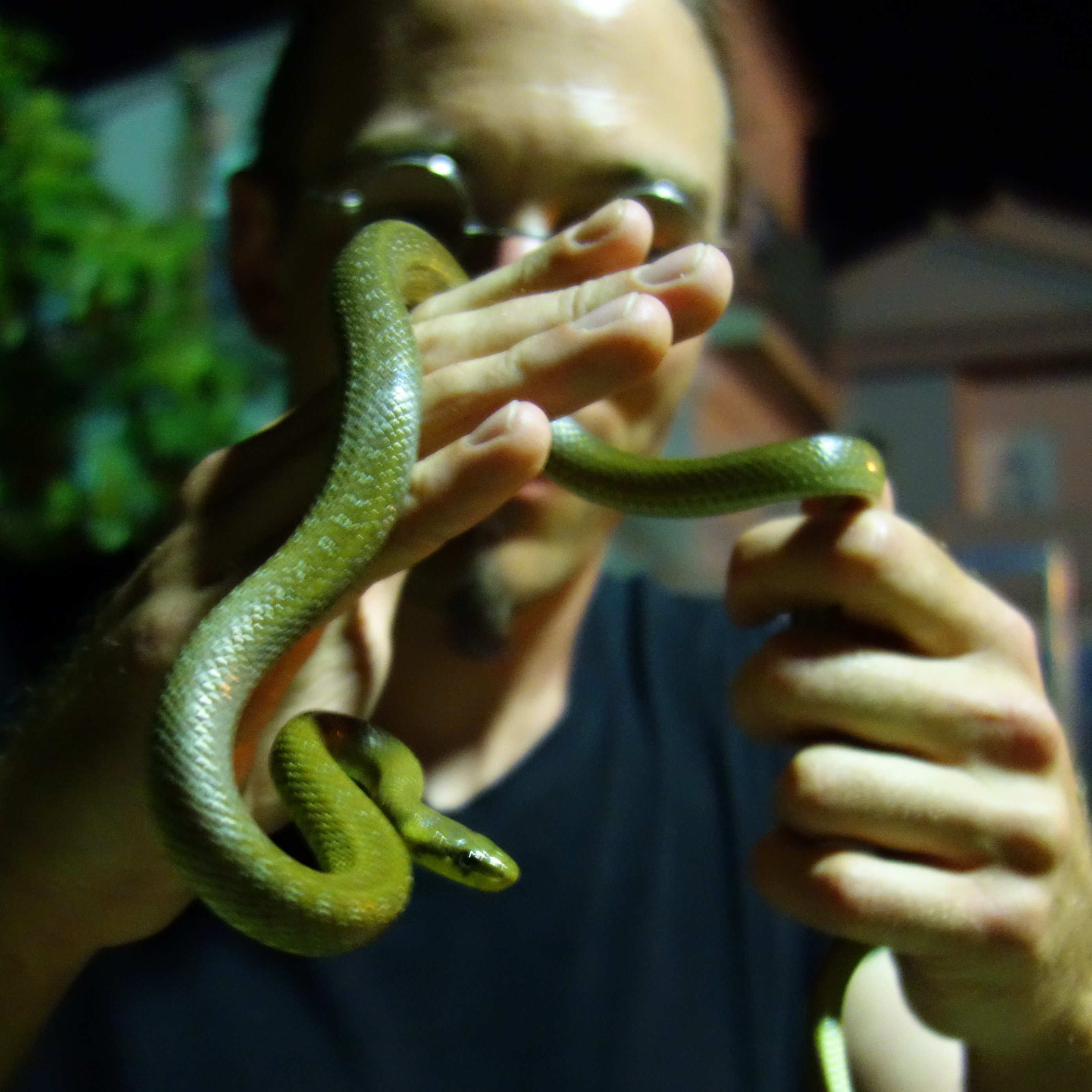 Aeskulapnatter in Kroatien