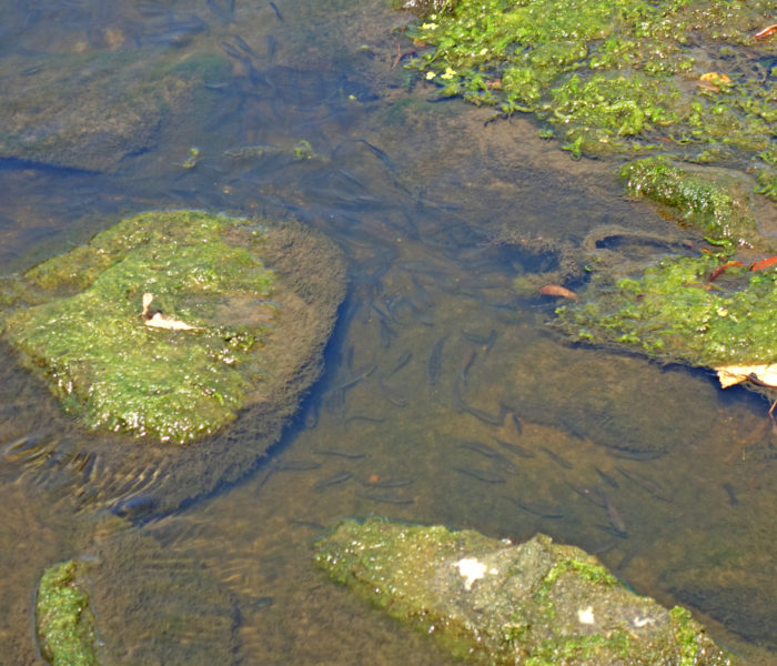 Fische am Ufer
