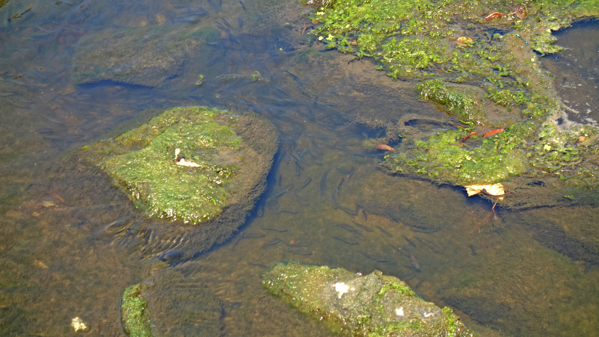 Fische am Ufer