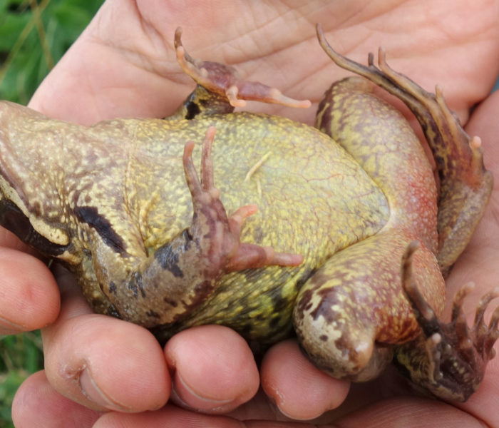 Grassfrosch_im_Alperstedter_Ried_07
