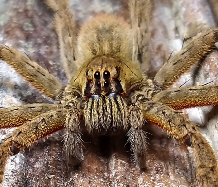 Bananenspinne Cuppienius coccineus