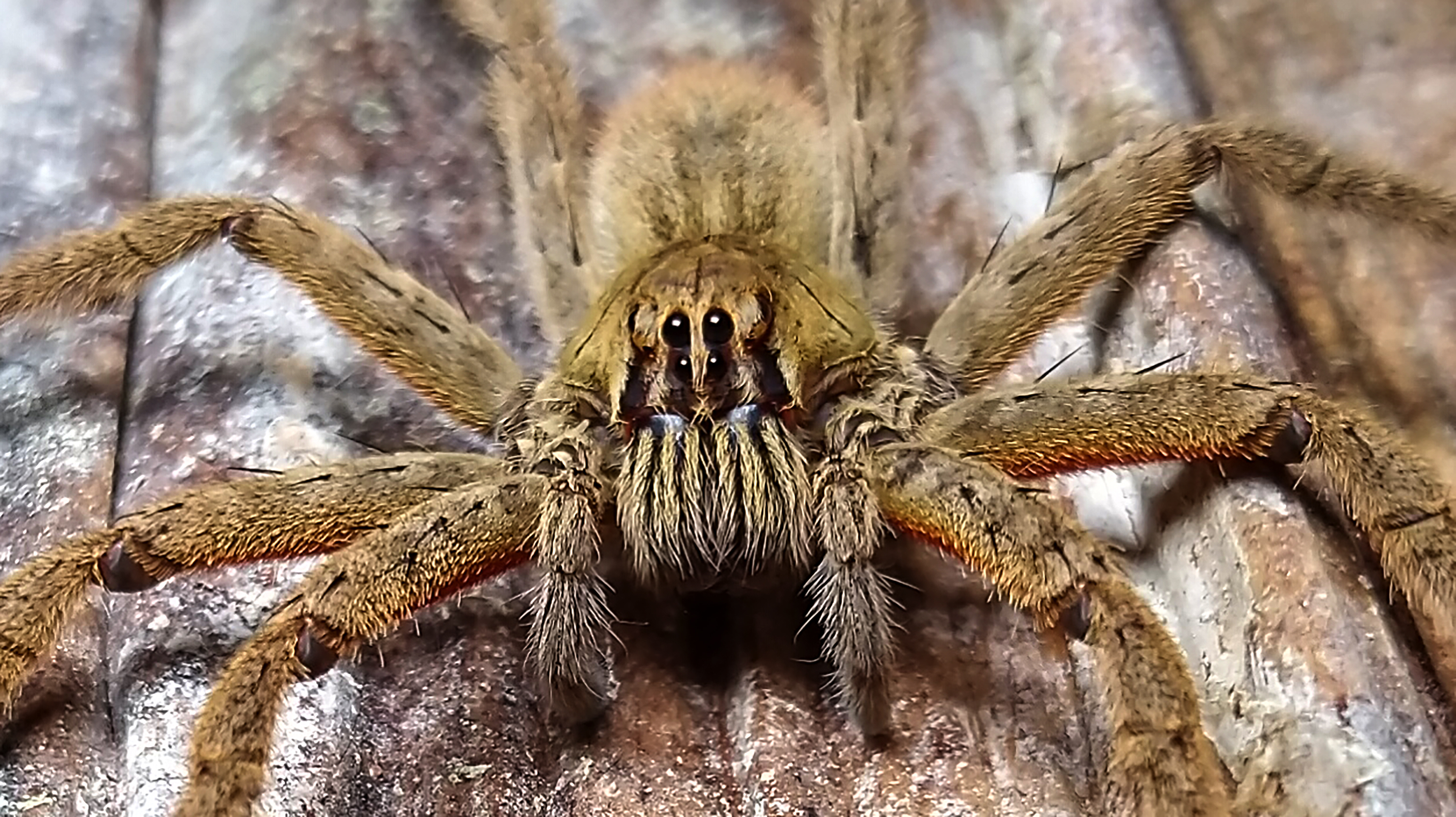 Bananenspinne Cuppienius coccineus