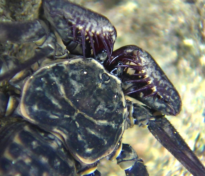 Geiselspinne