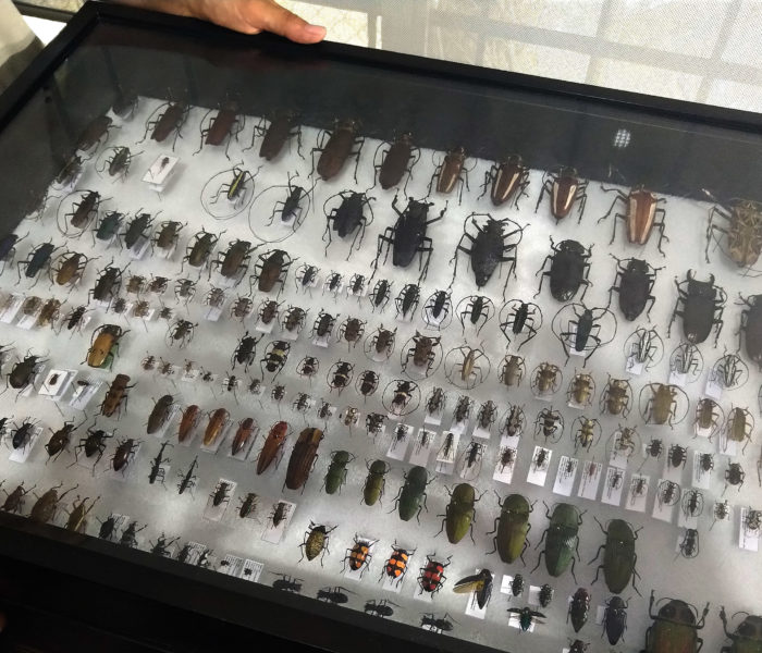 10 Fragen an die Insektenforscher