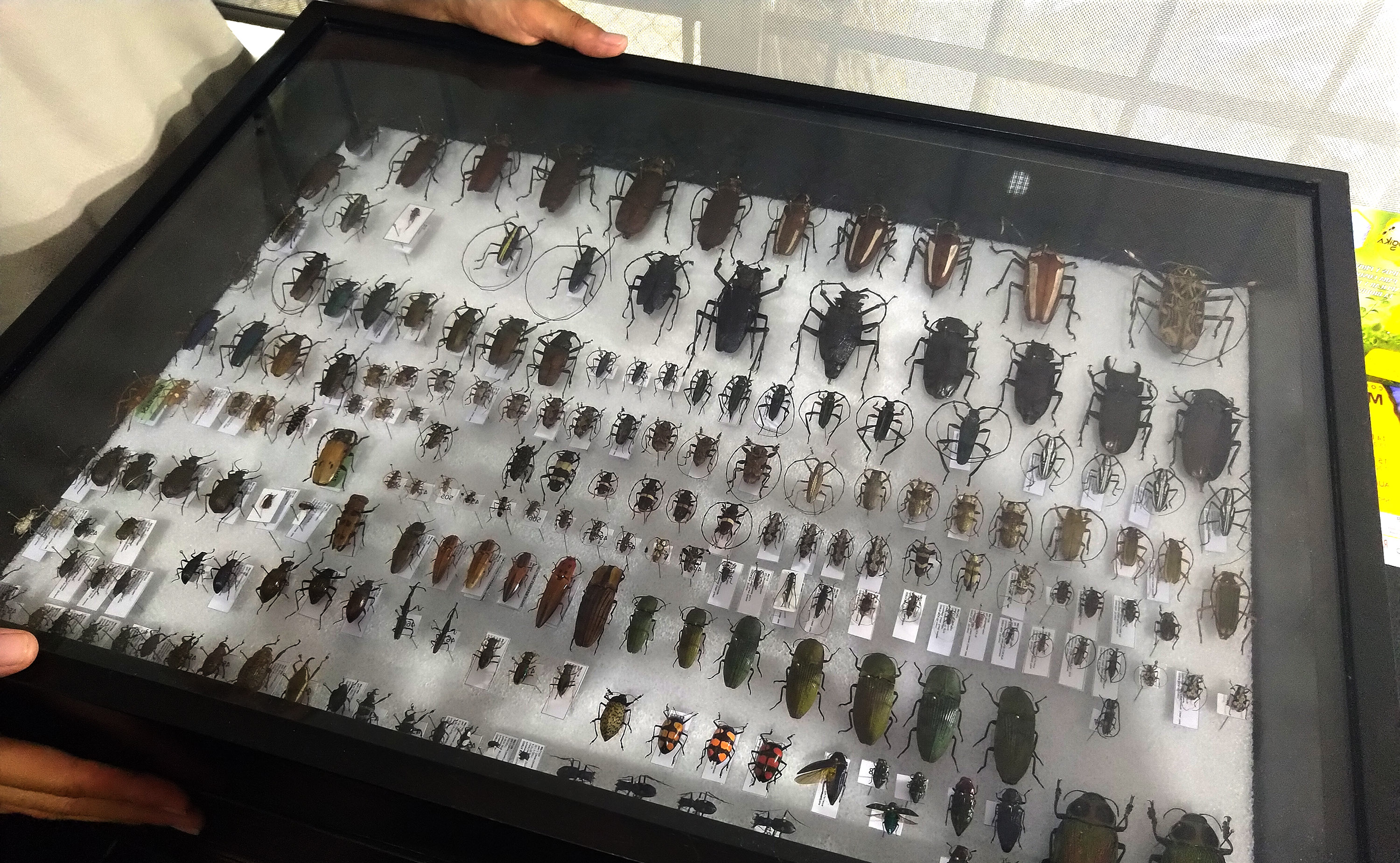 10 Fragen an die Insektenforscher