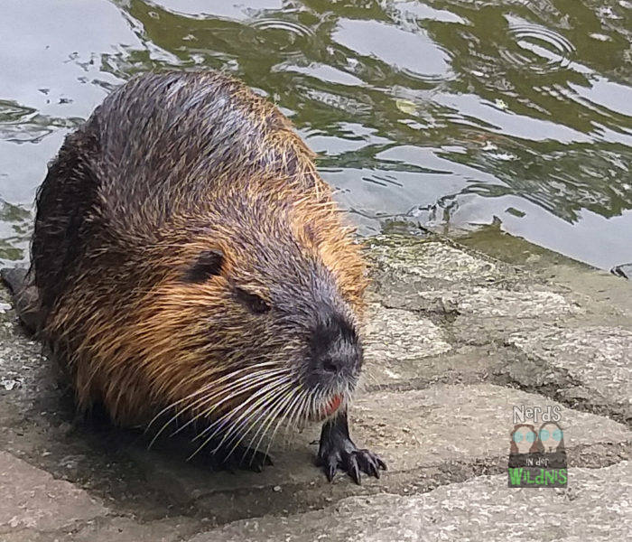 Nutria