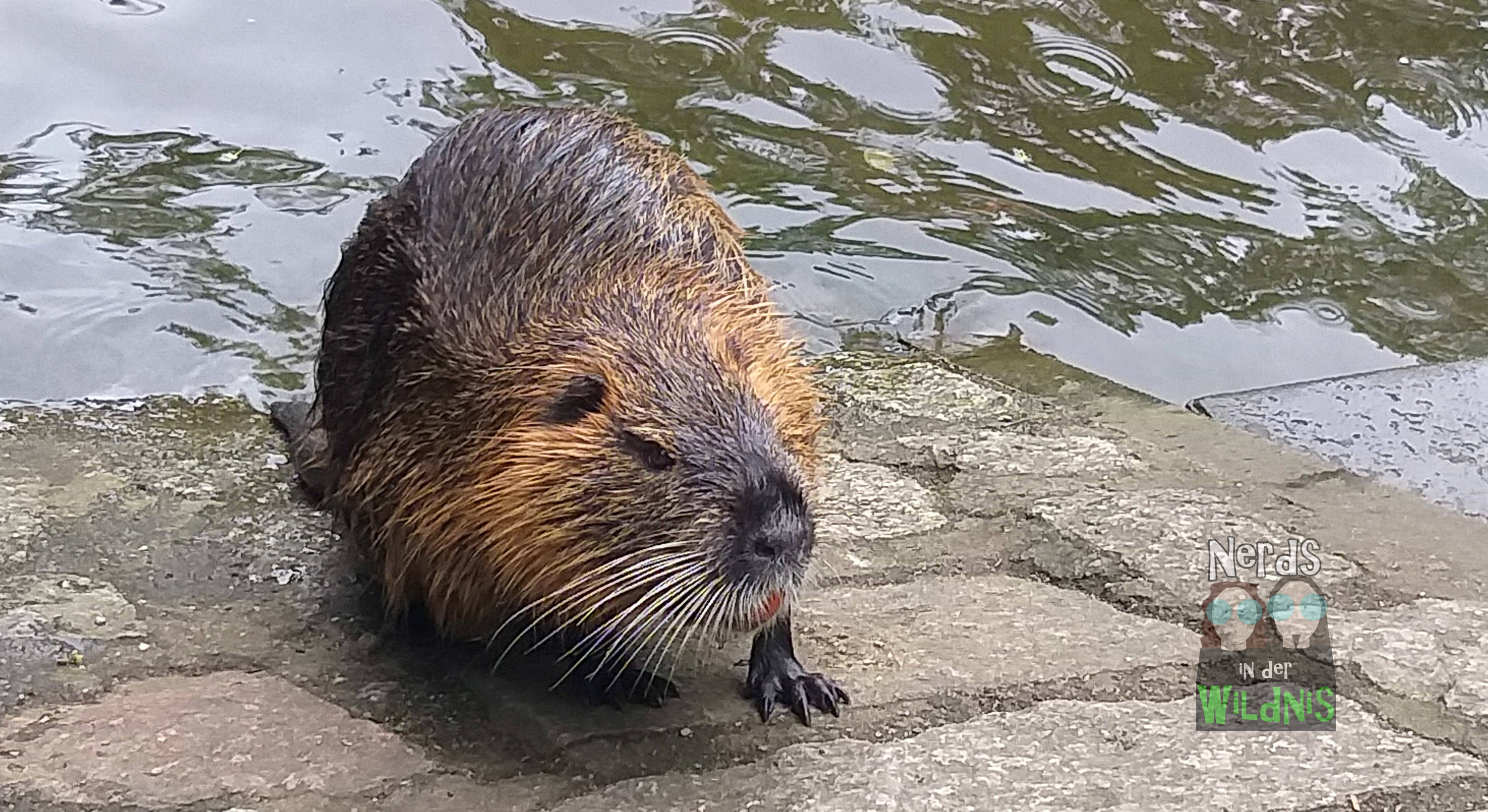 Nutria
