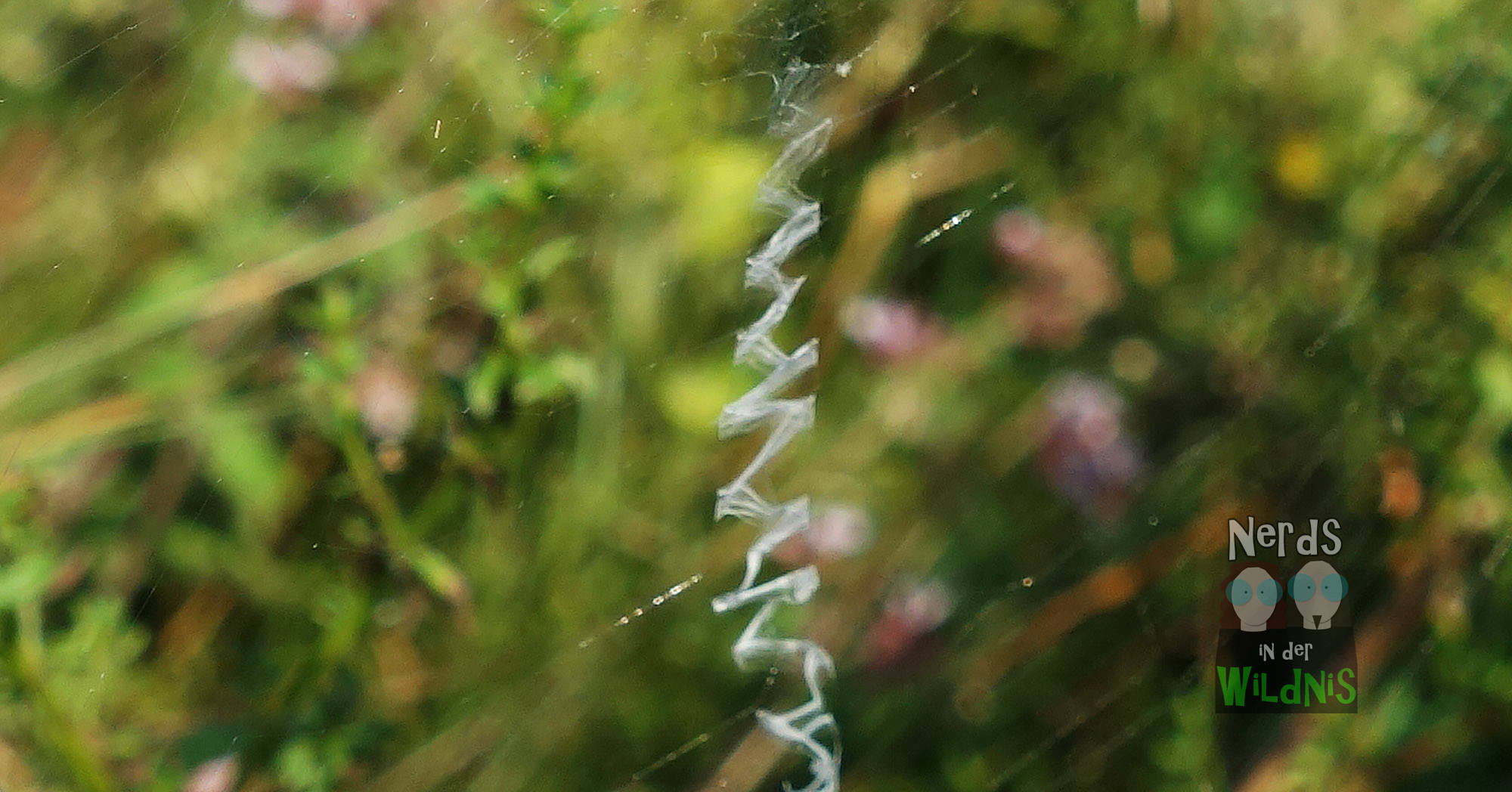 Stabiliment Argiope