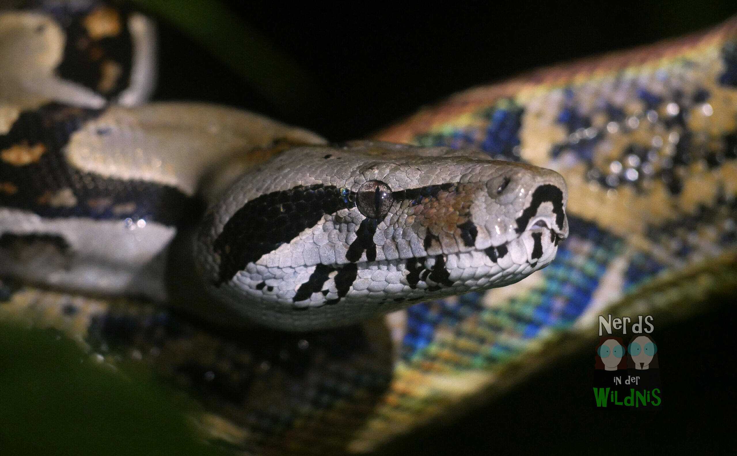 Keine Lanzenotter, sondern eine ungefährliche Kaiserboa (Boa imperator). Auch diese Schlangen sind in Costa Rica auf Nachtwanderungen anzutreffen.