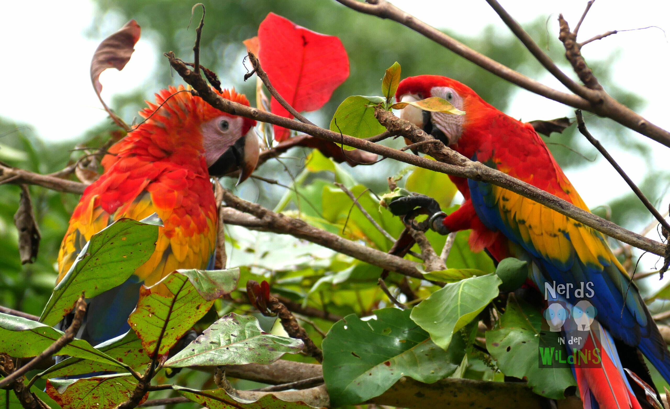 Macaw Family