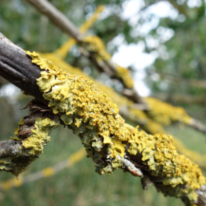 Flechten an einem Baum. Überhaupt, Flechten: interessantes Zeug! Das sind nämlich Symbiosen aus Pilzen und Algen und eigentlich einen eigenen Artikel wert.