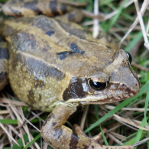 Rana temporaria in seiner ganzen Schönheit.