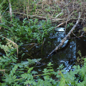 Langsam fließender, fast vollständig zugewucherter Bachlauf im Alperstaedter Ried