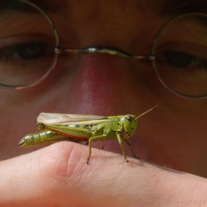 Die Beute des Grasfrosches sind oft die Kurzfühlerschrecken wie diese hier, die seinen Lebensraum Teilen. Dieses Exemplar ist wahrscheinlich eine Sumpfschrecke Stethophyma grossus.