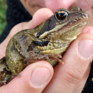 Wenn ihr auf (oder besser an) einer Feuchtwiese lauft, macht langsame Schritte, damit die Tiere eine Chance haben, euch aus dem Weg zu gehen und euren Füßen ausweichen können. Viele Tiere wie der Grasfrosch sind so gut getarnt, dass man sie erst dann entdeckt, wenn sie flüchten.