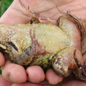 Nein, dieser Frosch ist weder tot noch hat er es sich gemütlich gemacht. Tatsächlich möchte er einen möglichst toten und unappetitlichen Eindruck erwecken. Grassfrosch_im_Alperstedter_Ried_07