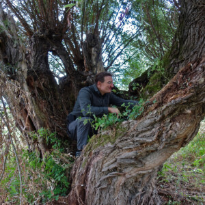 Beeindruckende Bäume im Alperstedter Ried