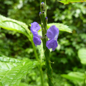Blumen gibt's auch im Regenwald. Sulawesi-Blume