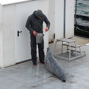 Zur Belohnung gibt es einen feinen Fisch. Der Trainer raucht übrigens nicht, sondern hat eine Signalpfeife im Mund, mit der er den Robben Kommandos geben kann.