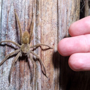 Bananenspinne Cuppienius coccineus