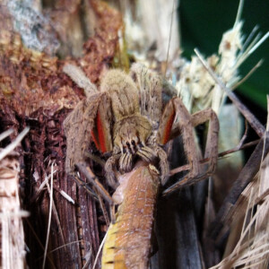 Bananenspinne Cuppienius coccineus