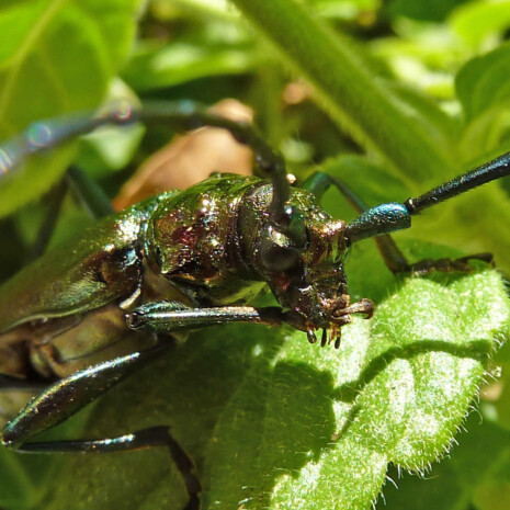 Moschuschbock Auromia moschate