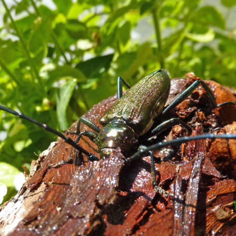 Moschuschbock Auromia moschate