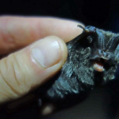 Mopsfledermaus