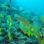 DCIM100GOPROGOPR8019.